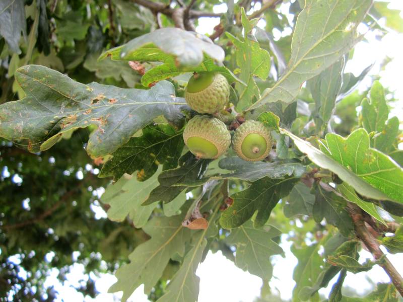 An English Oak with Acorns.