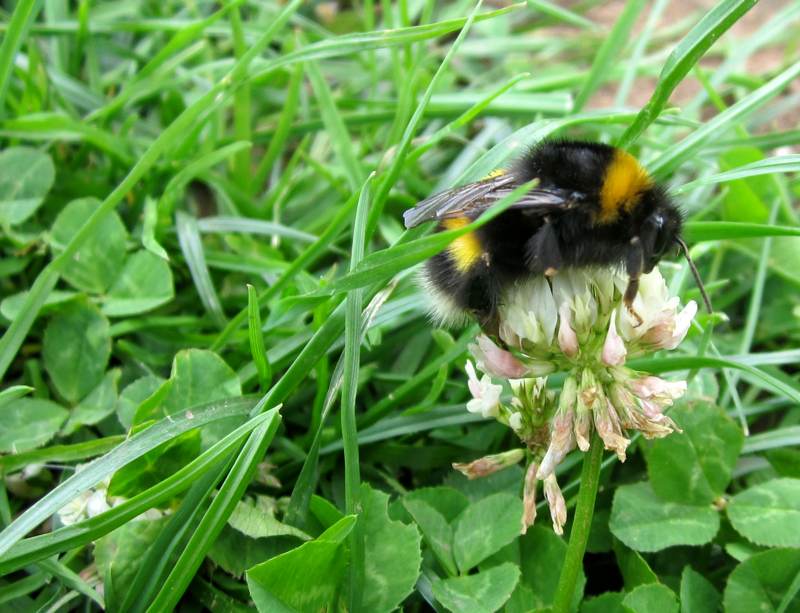 A bee having a tasty meal.