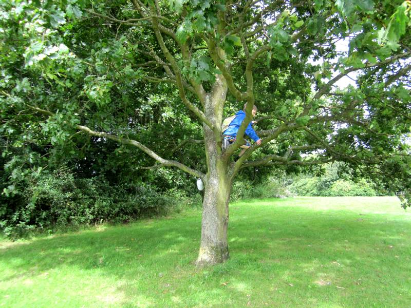 There are Trees to Climb!