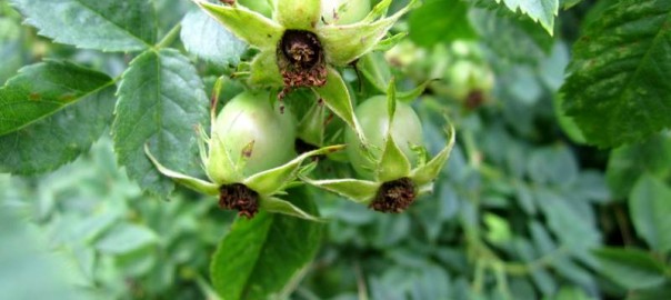 Signs of Autumn Fruits and Seeds.