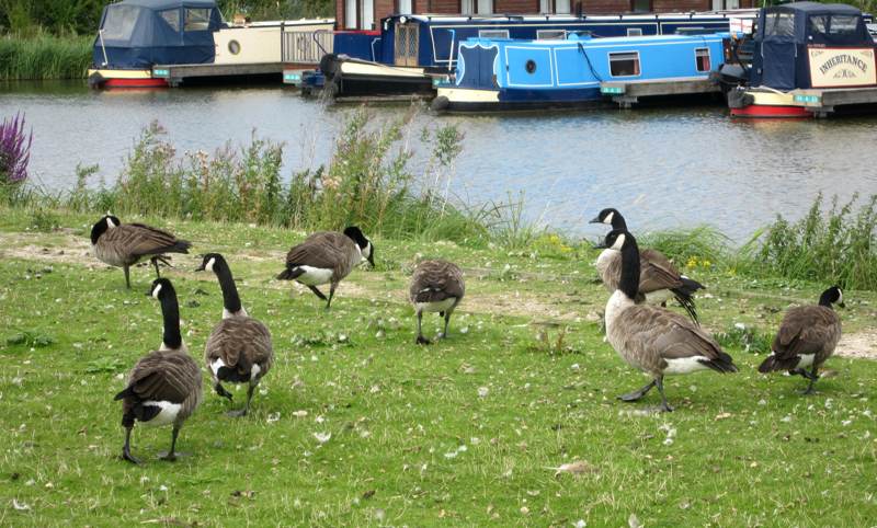 Canada Geese beside the Canal.