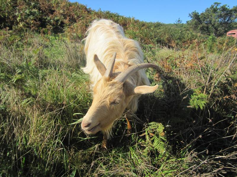 A goat on Bryer.
