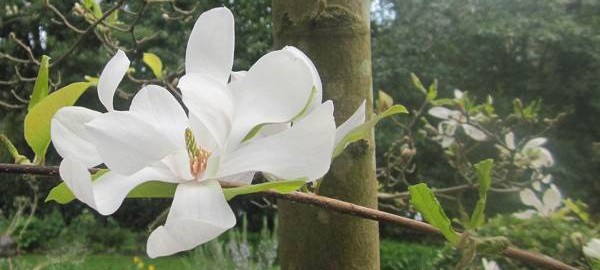 Highdown Gardens West Sussex