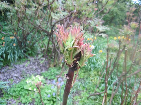 Bud opening at Highdown.