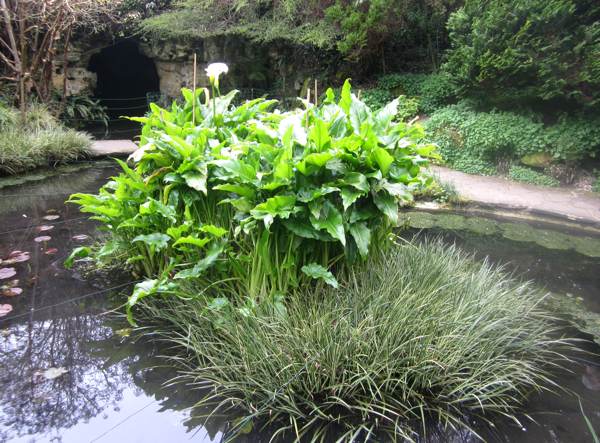 A pond in Highdown gardens