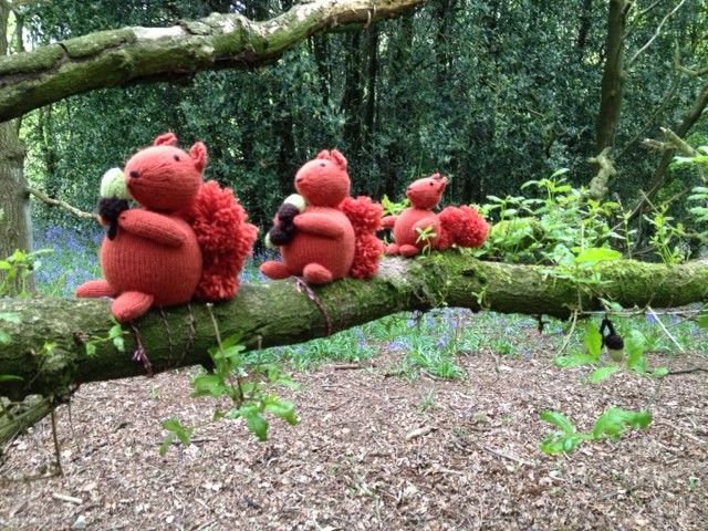 Red squirrels in Belper parks wood