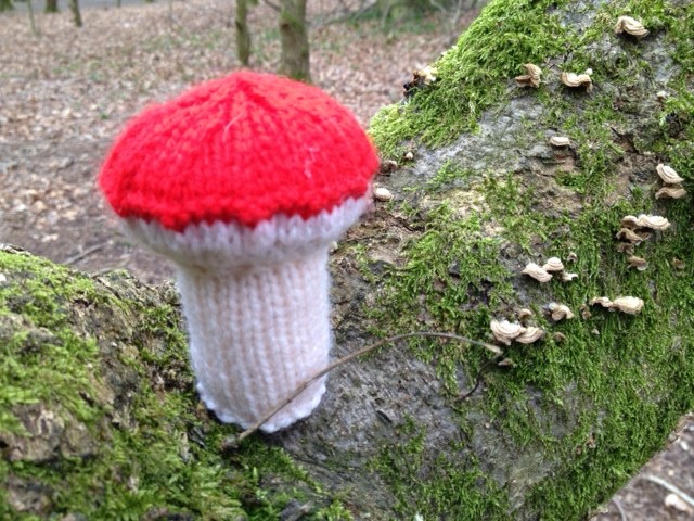 mushroom in the Woollen Woods