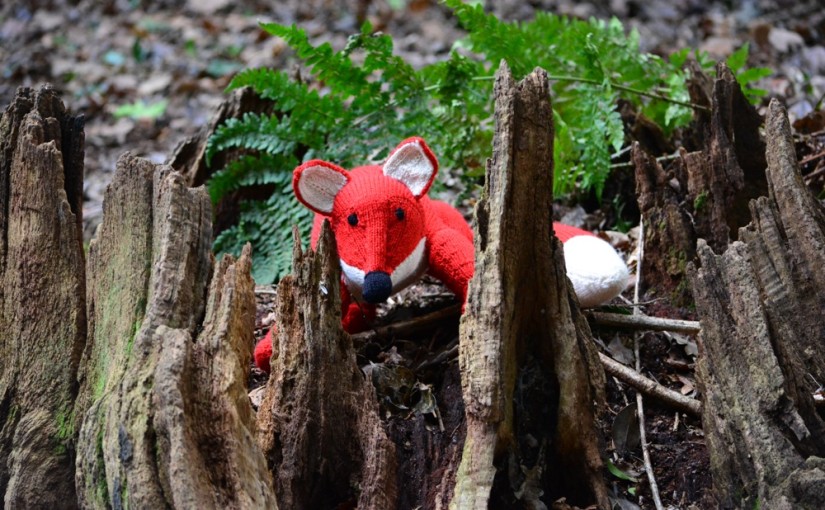 Flowers and Animals of the Woollen Woods