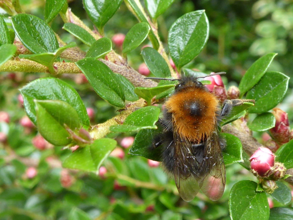 D384.34-Cotton Bumble Bees Bumblebees Honeybees All Over Bee