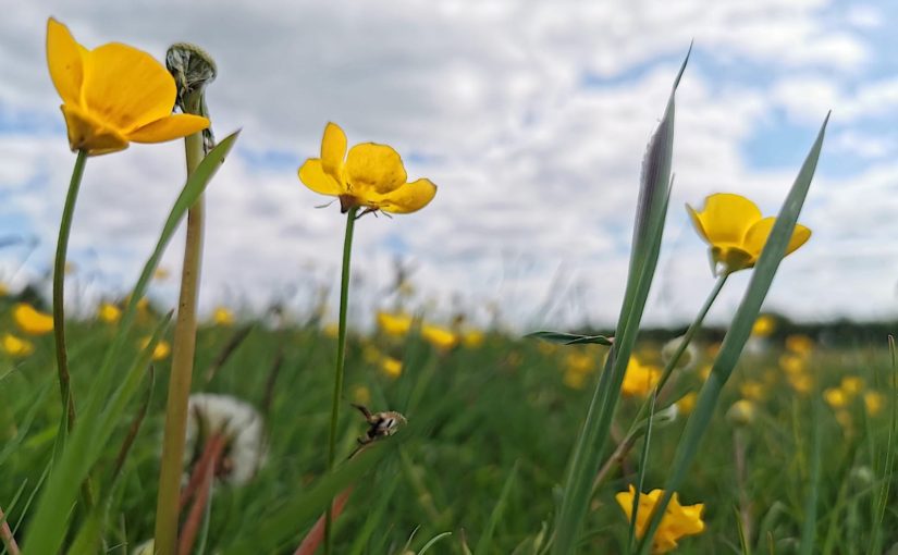 Wildflowers during Lockdown