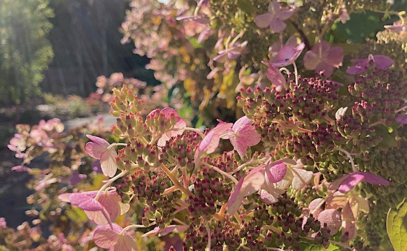 Darley Abbey Hydrangeas