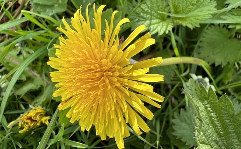 Dandelions are Important