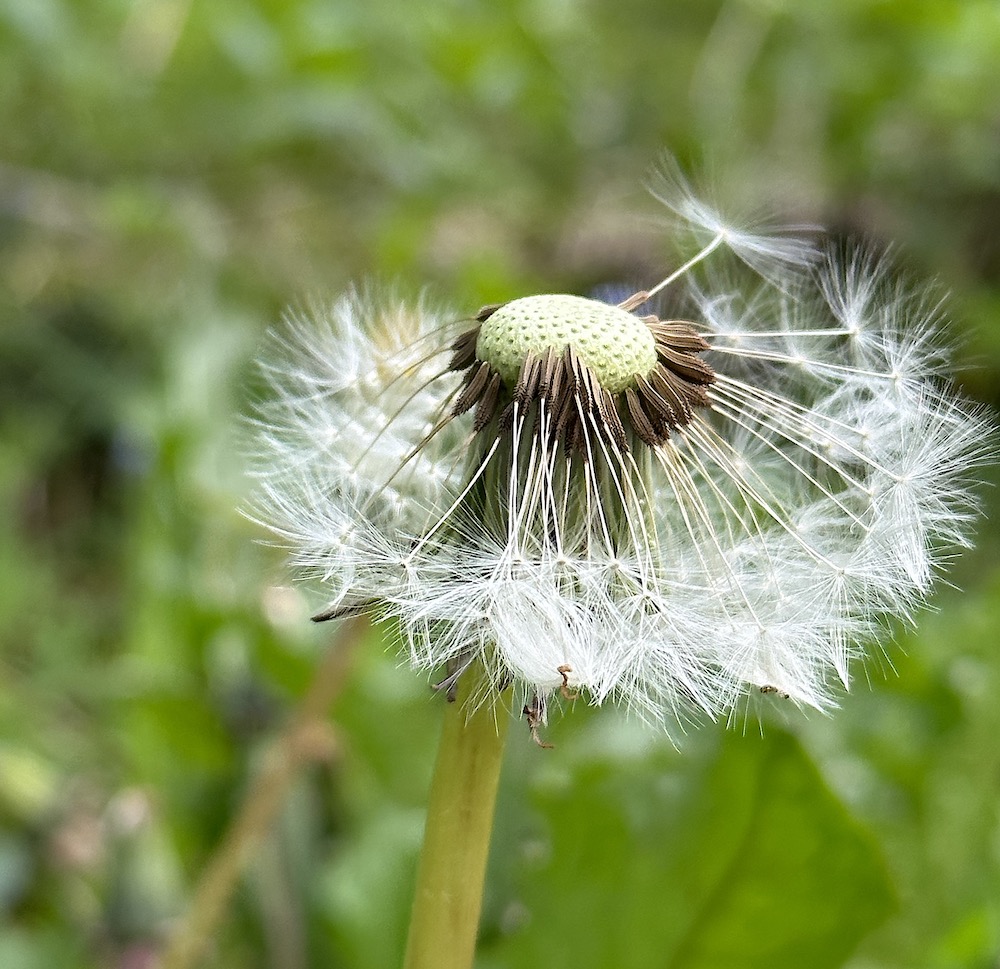 Dandelion, Floral Photo, White Flower Nature Photography, Dandelions,  Blooms Botanical Flowers Fine Art Photo Shabby Print Summer Home Decor -   Australia