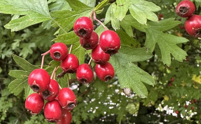 Brambles and our Carbon Footprint